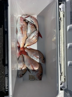 マダイの釣果