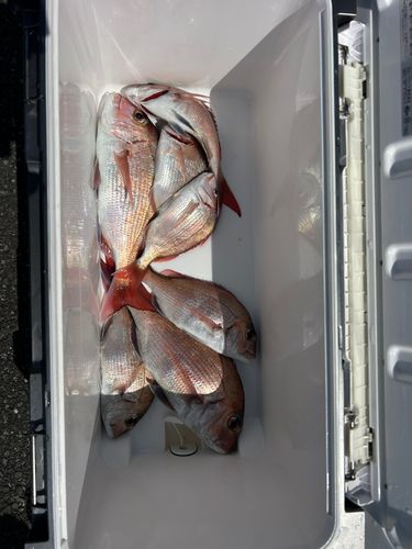 マダイの釣果