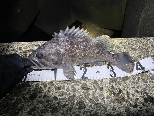 クロソイの釣果