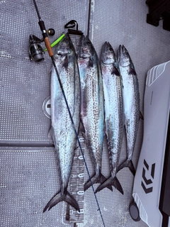サワラの釣果