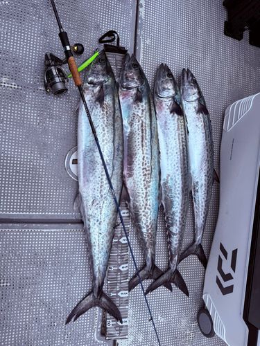 サワラの釣果