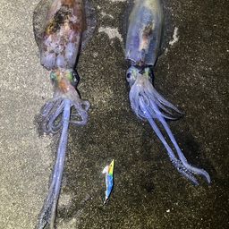 アオリイカ