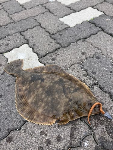 カレイの釣果