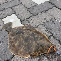 カレイ