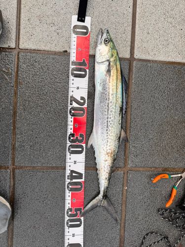 サゴシの釣果