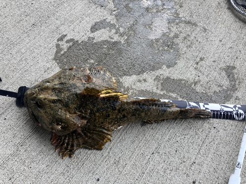 カジカの釣果
