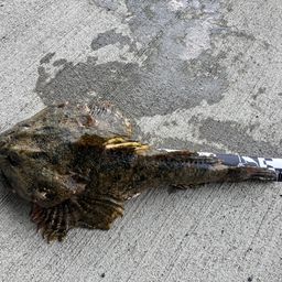 カジカ