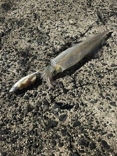 ヤリイカの釣果