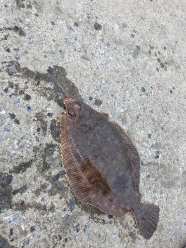 カレイの釣果