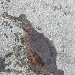 カレイ