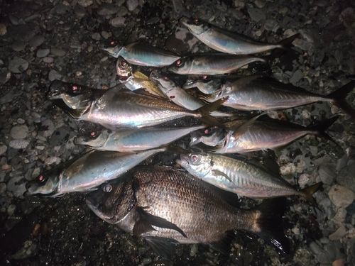 アジの釣果
