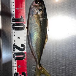 アジ