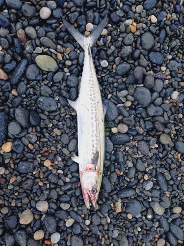 サゴシの釣果