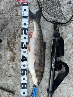 ウグイの釣果