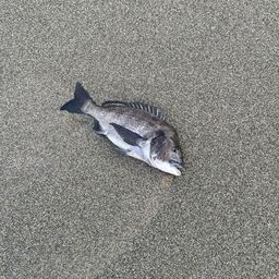 チヌ