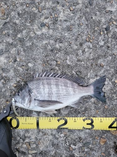 クロダイの釣果