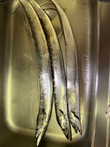 タチウオの釣果