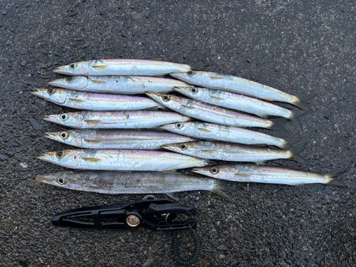 アカカマスの釣果