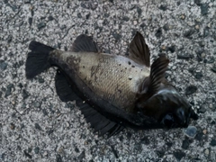 シロメバルの釣果