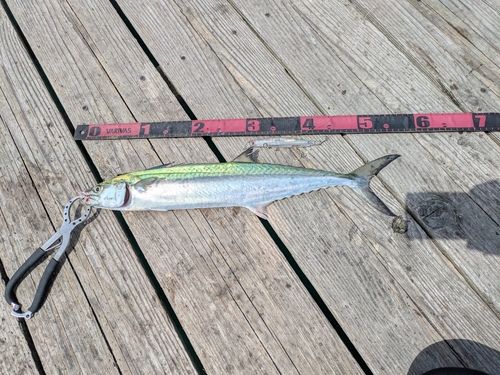 サゴシの釣果
