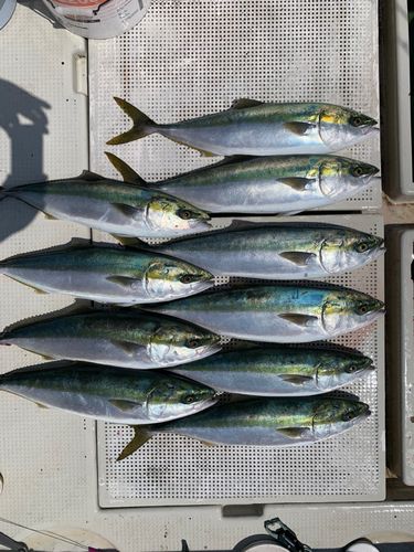 ハマチの釣果
