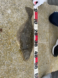 イシガレイの釣果