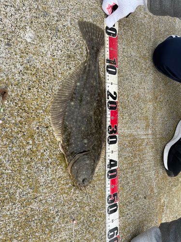 イシガレイの釣果