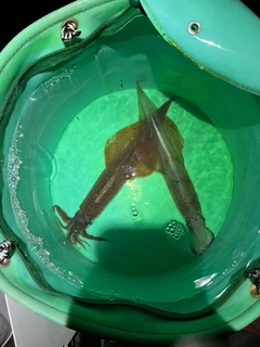 ヤリイカの釣果