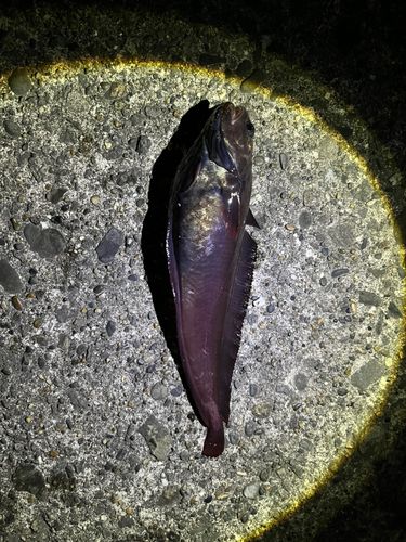 エゾイソアイナメの釣果