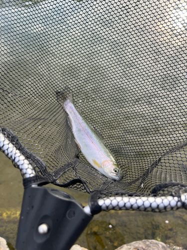 ニジマスの釣果