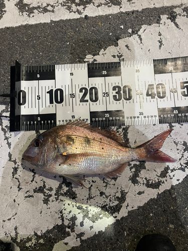 タイの釣果