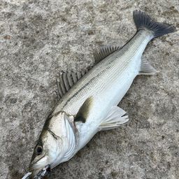 セイゴ(マルスズキ)