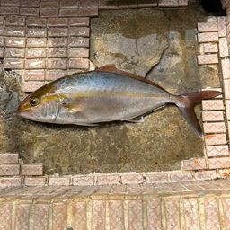 ヒレナガカンパチ