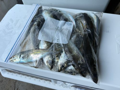 マアジの釣果