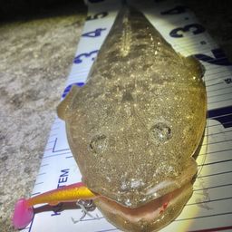 マゴチ