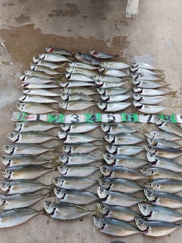 釣果