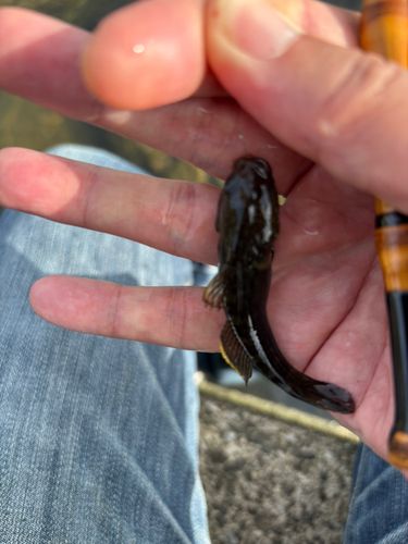 シモフリシマハゼの釣果