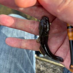 シモフリシマハゼ