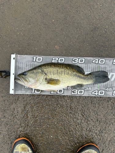 ラージマウスバスの釣果