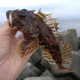 ニジカジカ