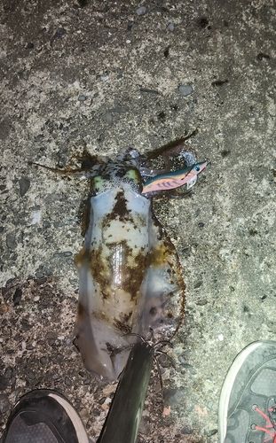 アオリイカの釣果