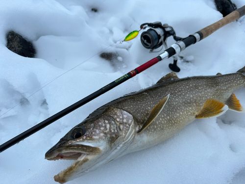 レイクトラウトの釣果