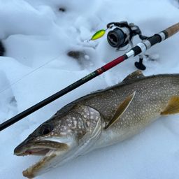 レイクトラウト