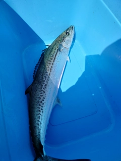 サワラの釣果