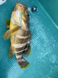 アオハタの釣果