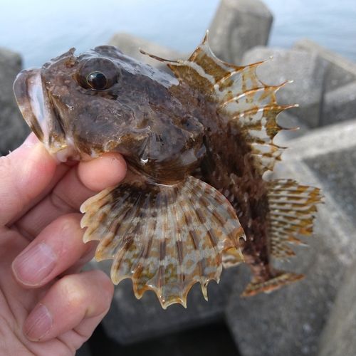 ニジカジカの釣果
