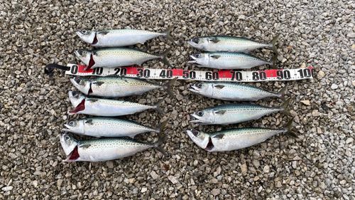 ゴマサバの釣果