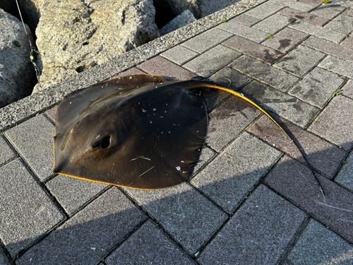 アカエイの釣果