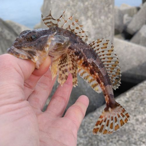 ニジカジカの釣果