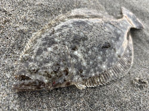 ソゲの釣果